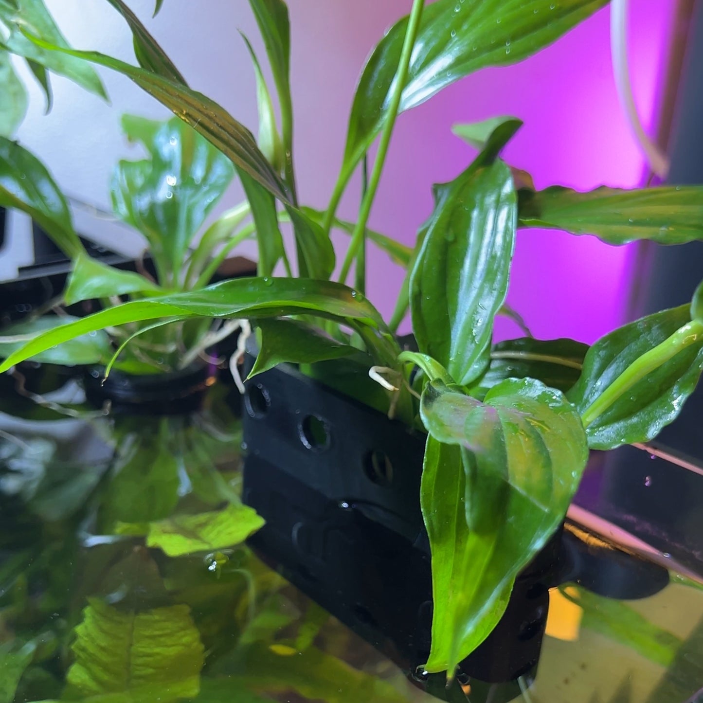 Clip'n'Grow BASKET - Rimless - Black