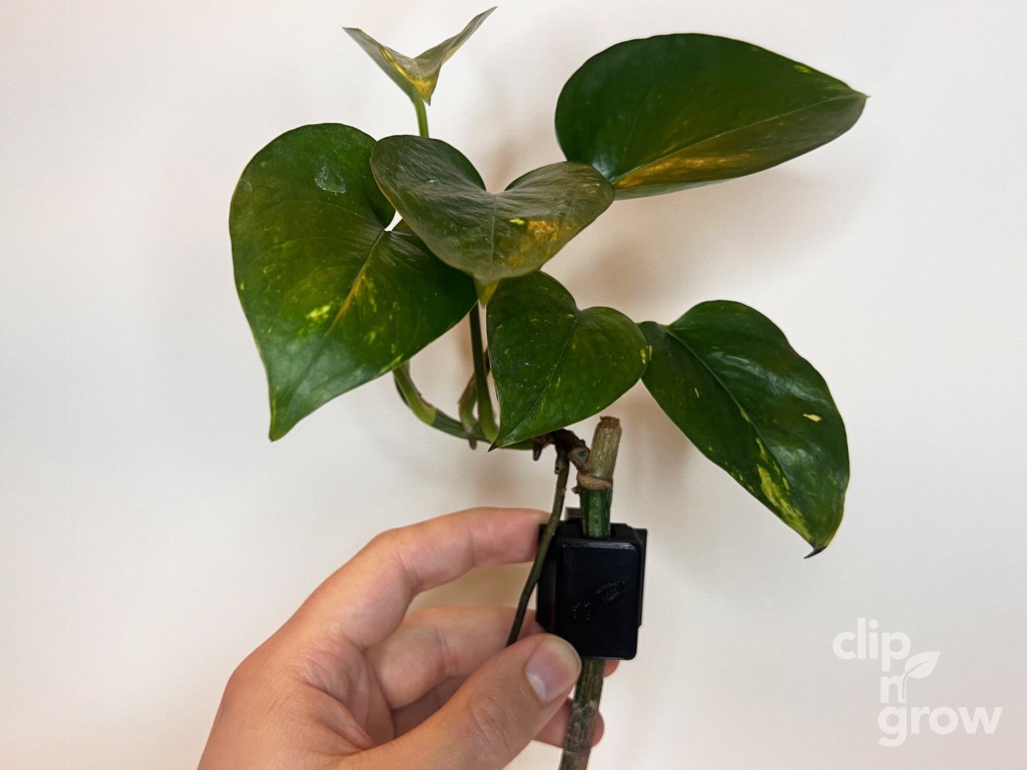 Clip'N'Grow SOLO - BLACK