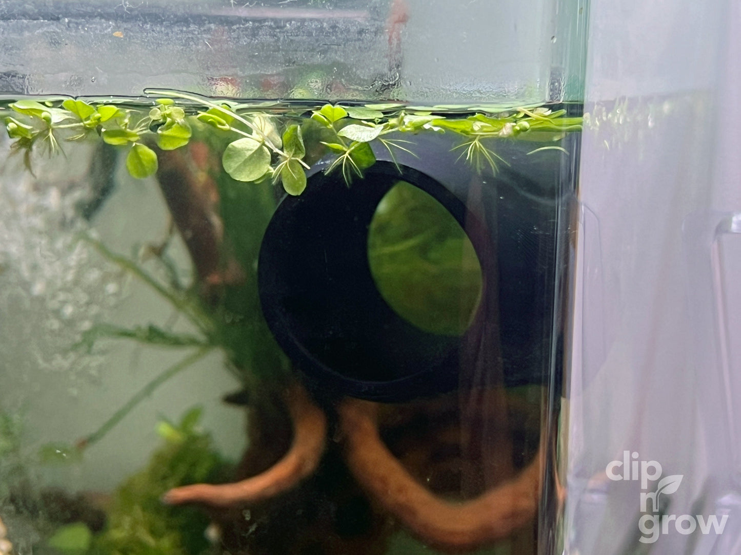 Clip'N'Grow BETTA BED - BLACK